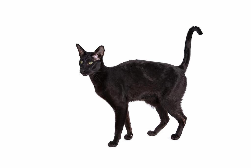 Kucing Warna Hitam Oriental Shorthair