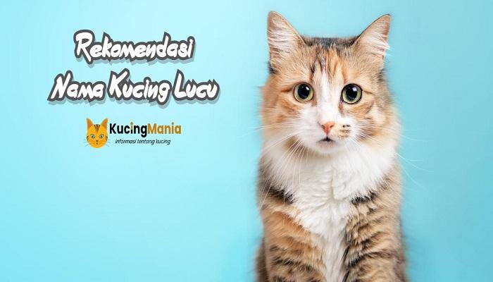 Nama Kucing Lucu