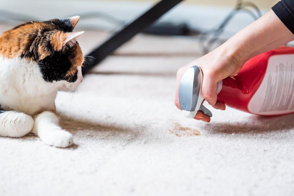 Cara Menghilangkan Bau Kencing Kucing Cara Menghilangkan Bau Kencing Kucing yang Efektif