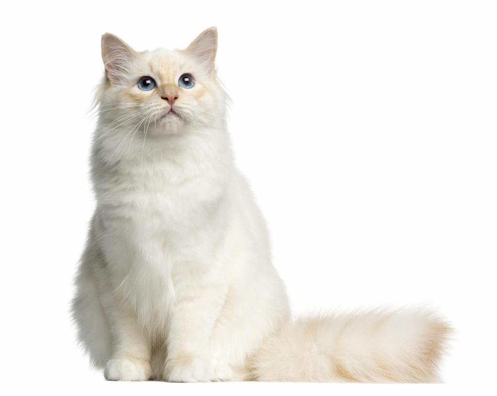 Kucing Warna Putih Birman