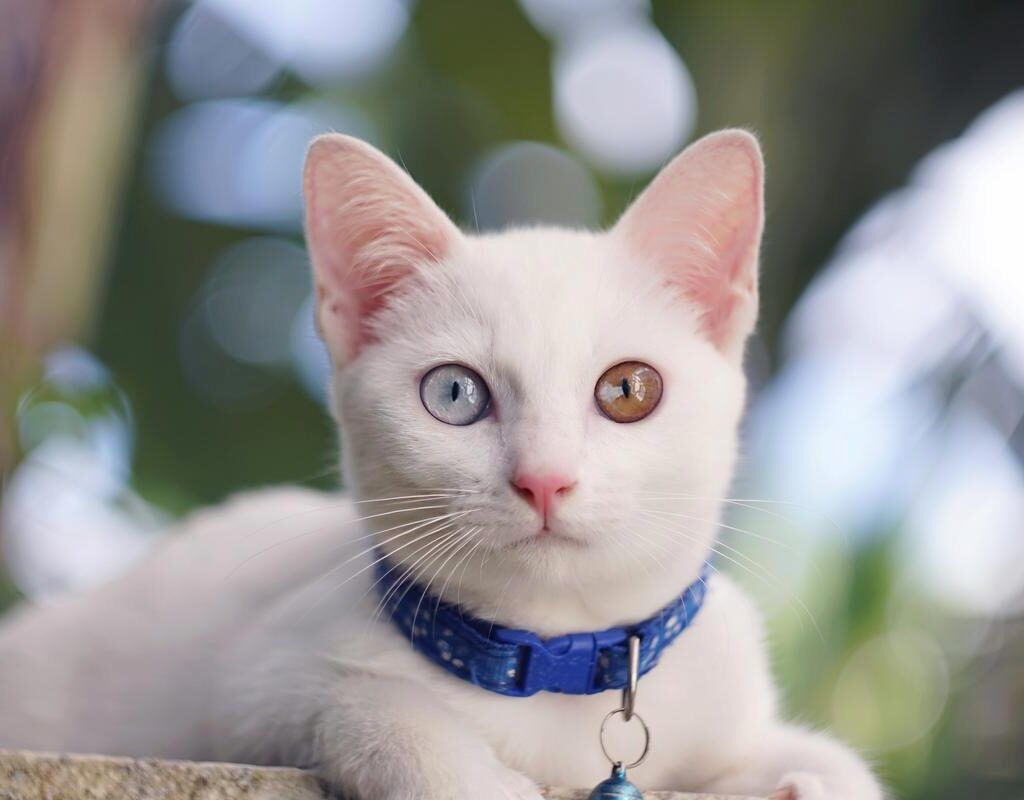 Kucing Warna Putih Khao Manee