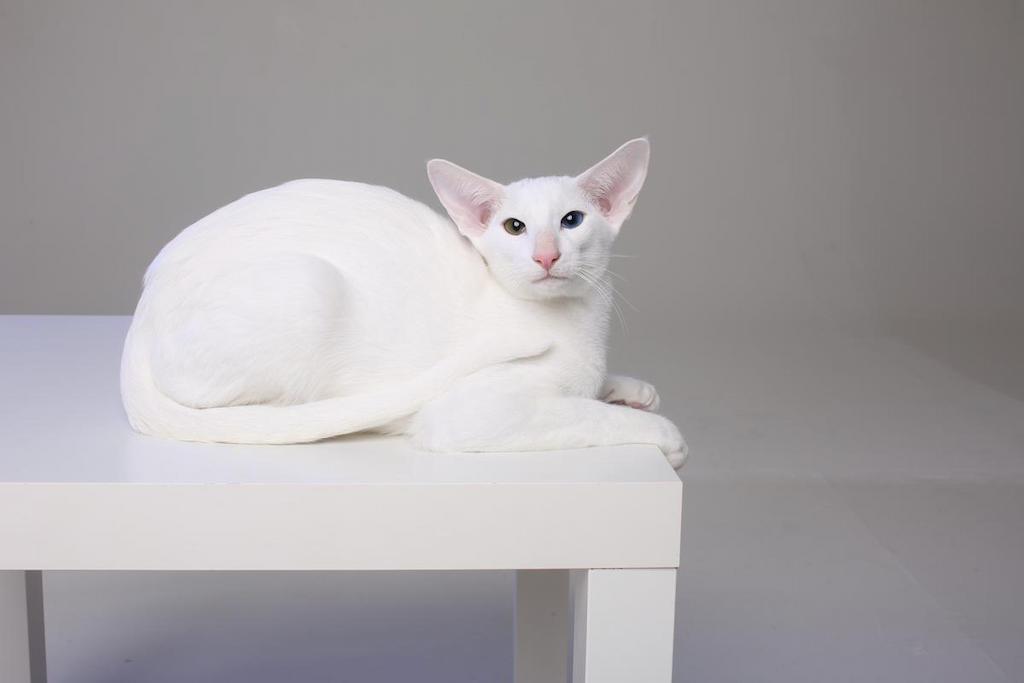 Kucing Warna Putih Oriental Shorthair