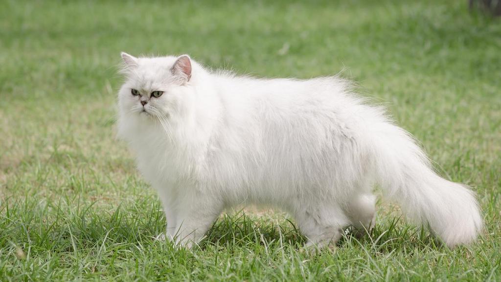 Kucing Warna Putih Persia