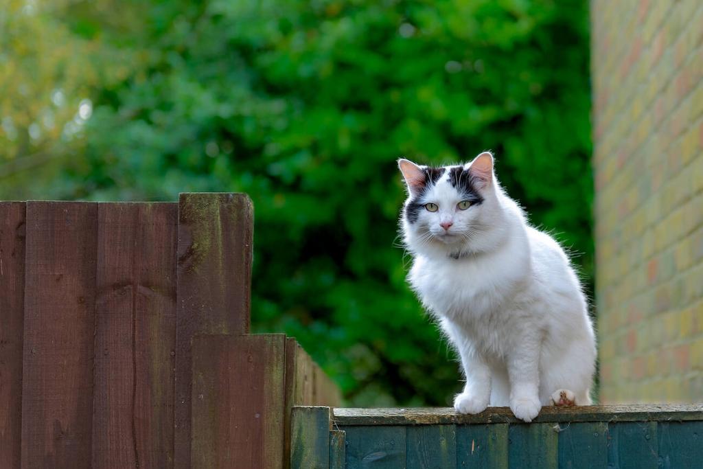 Kucing Warna Putih Ragamuffin