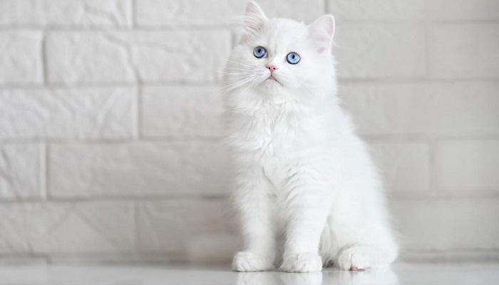 Kucing Warna Putih
