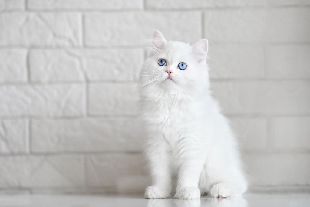 Ras Kucing Warna Putih yang Anggun