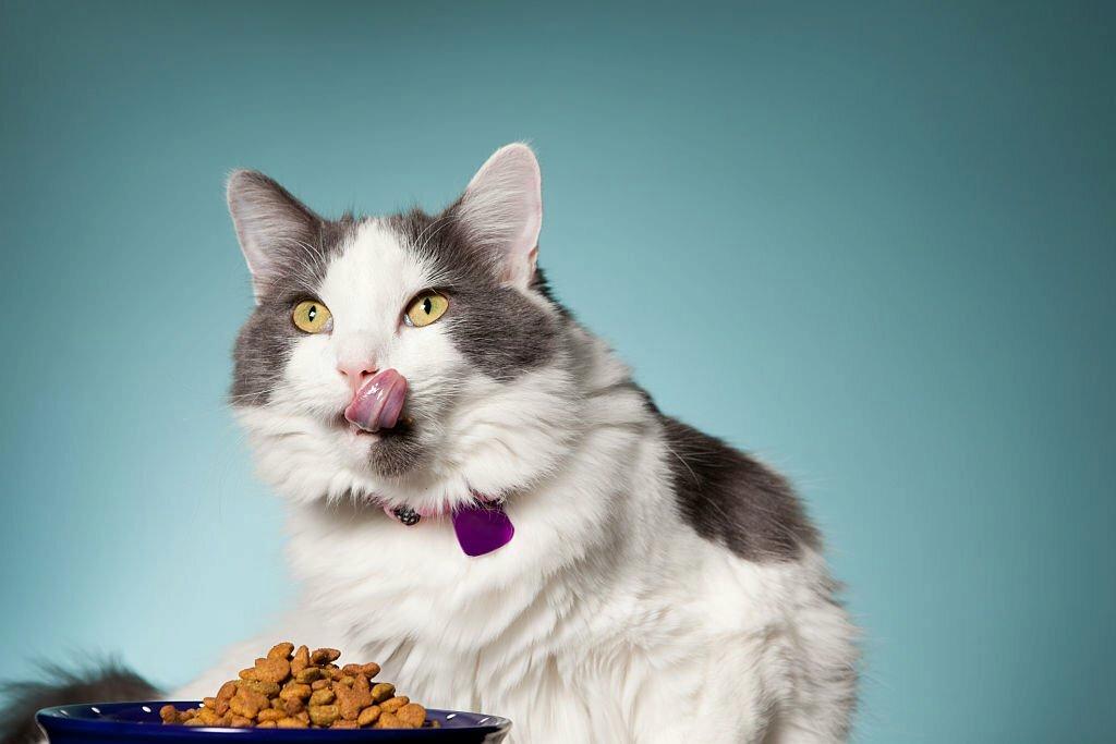 Makanan yang Dilarang untuk Kucing Makanan yang Dilarang untuk Kucing