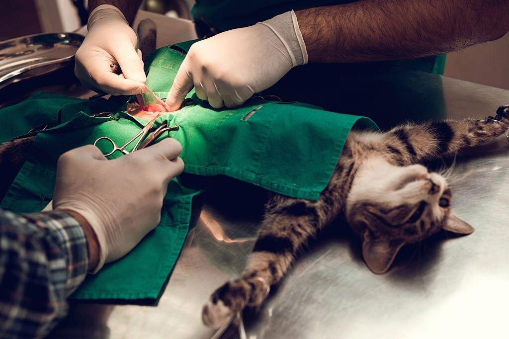 Pyometra pada Kucing