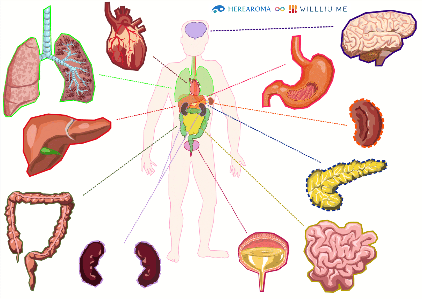 身體部位與器官圖, 圖片來源：Openclipart by mothsart