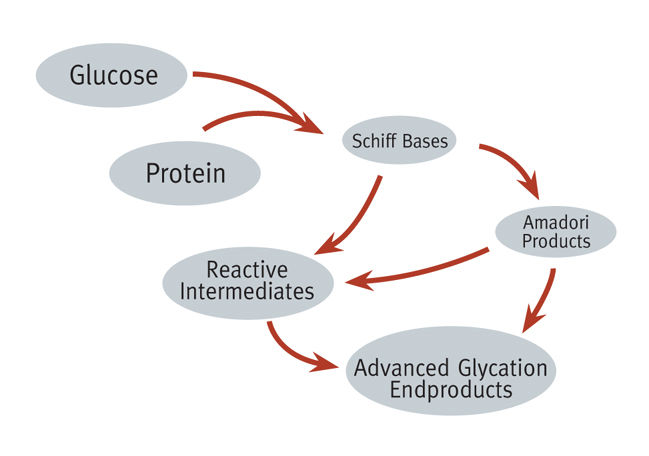 葡萄糖與蛋白質結合的不可逆產物:AGEs(Advanced Glycation Endproducts)