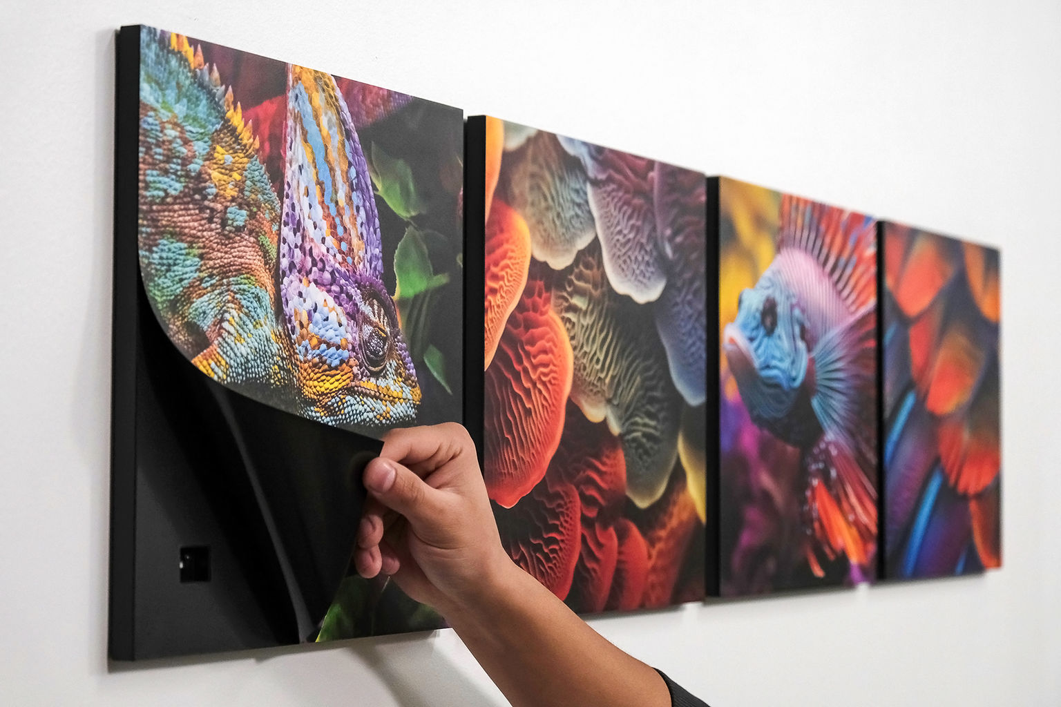 A hand pulling back the corner of a colorful magnetic wall graphic attached to a plastic frame.