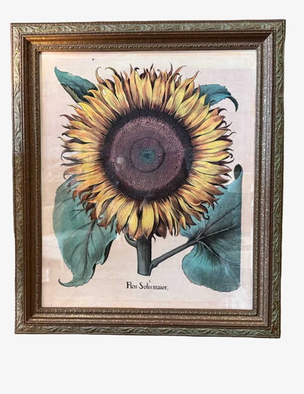 "Flos Solismaior" Framed Vintage Botanical Print - image 0