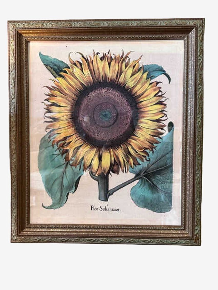 "Flos Solismaior" Framed Vintage Botanical Print - image 0