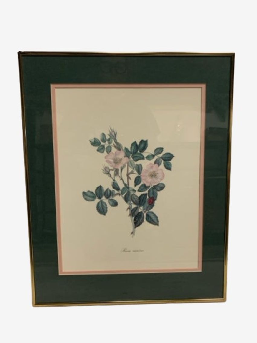 "Rosa Canina" Rose Floral Print In Gold Frame - image 0