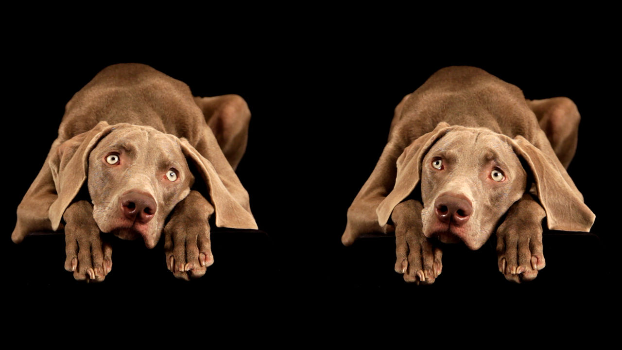 KS PR VAFK 14 01 William Wegman 01