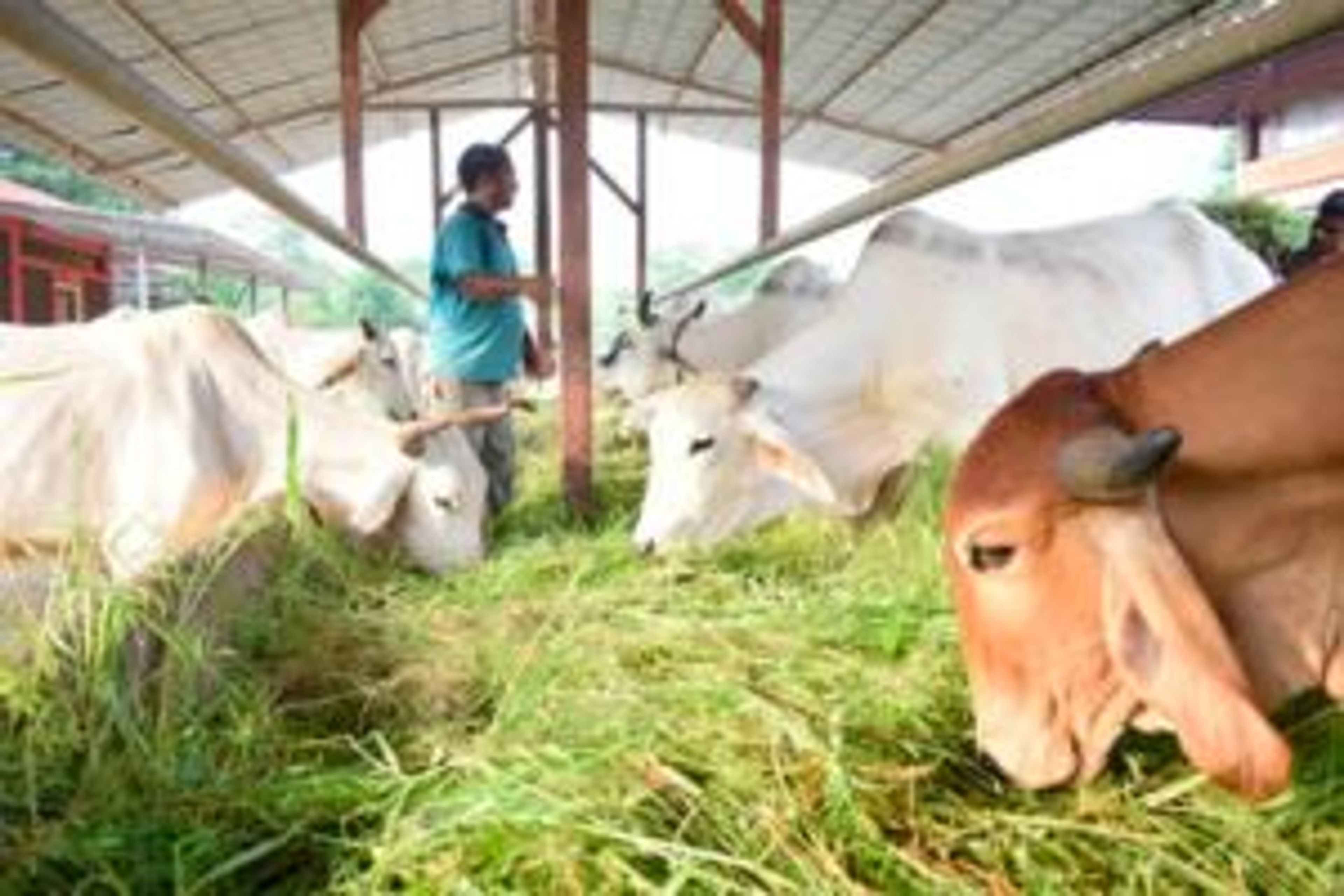 Gau Seva