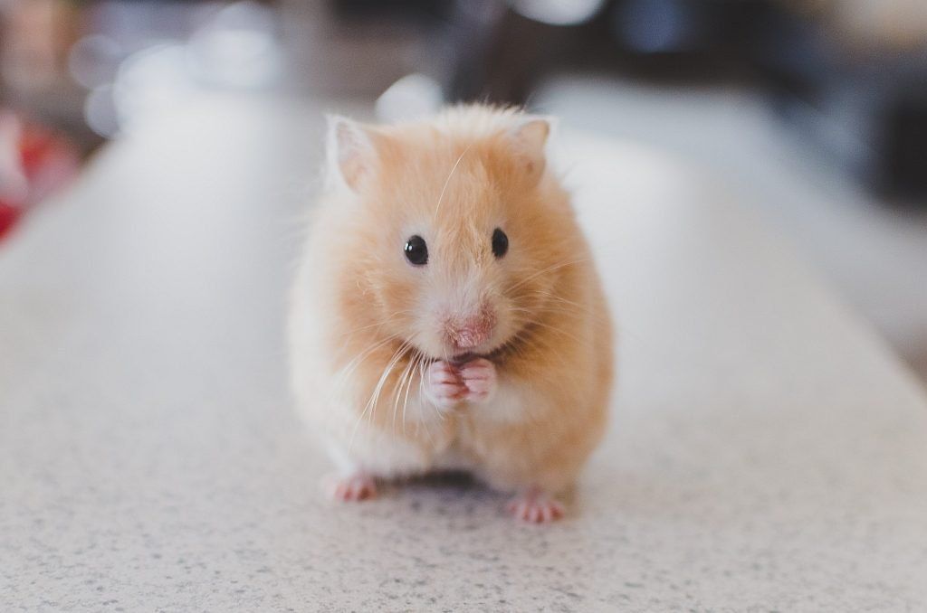 A contrite hamster Photo by Ricky Kharawala on Unsplash