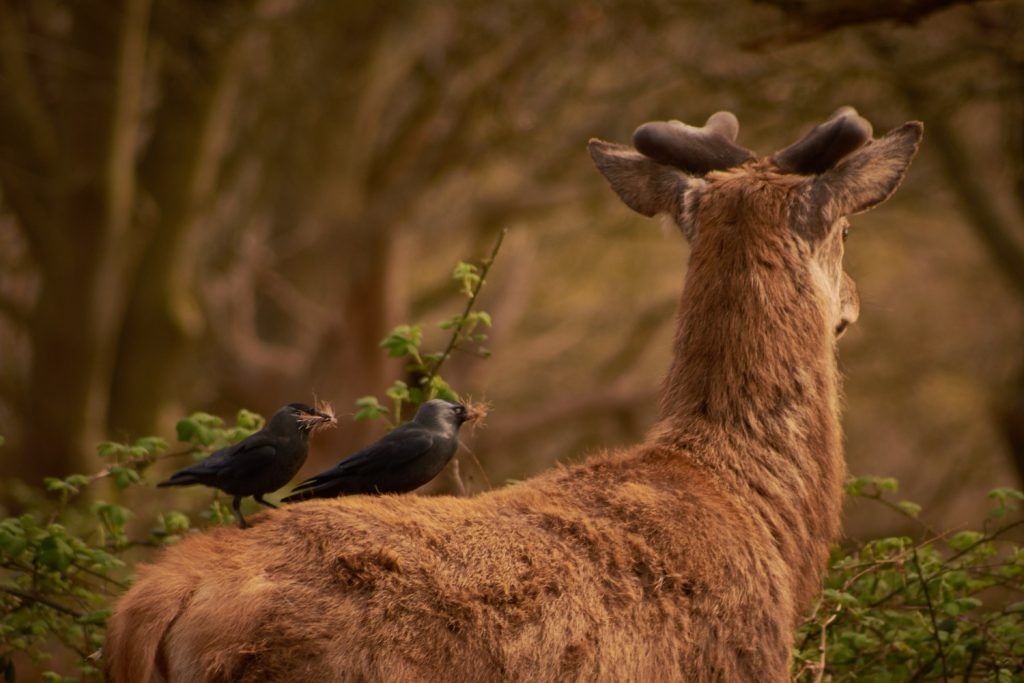 A couple of crows take a free ride on a deer Photo by JJ Jordan on Unsplash