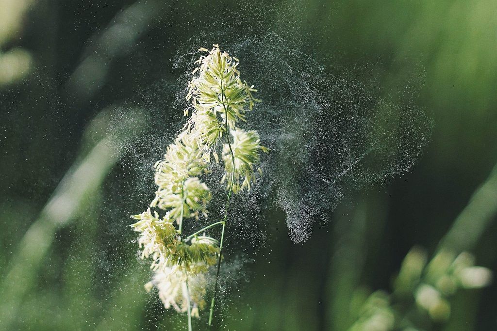 Pollen around a set of white flowers Photo by Alex Jones on Unsplash