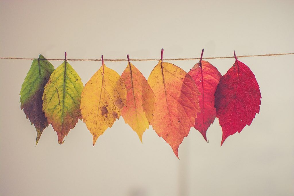A line of leaves changes from green to red
Photo by Chris Lawton on Unsplash