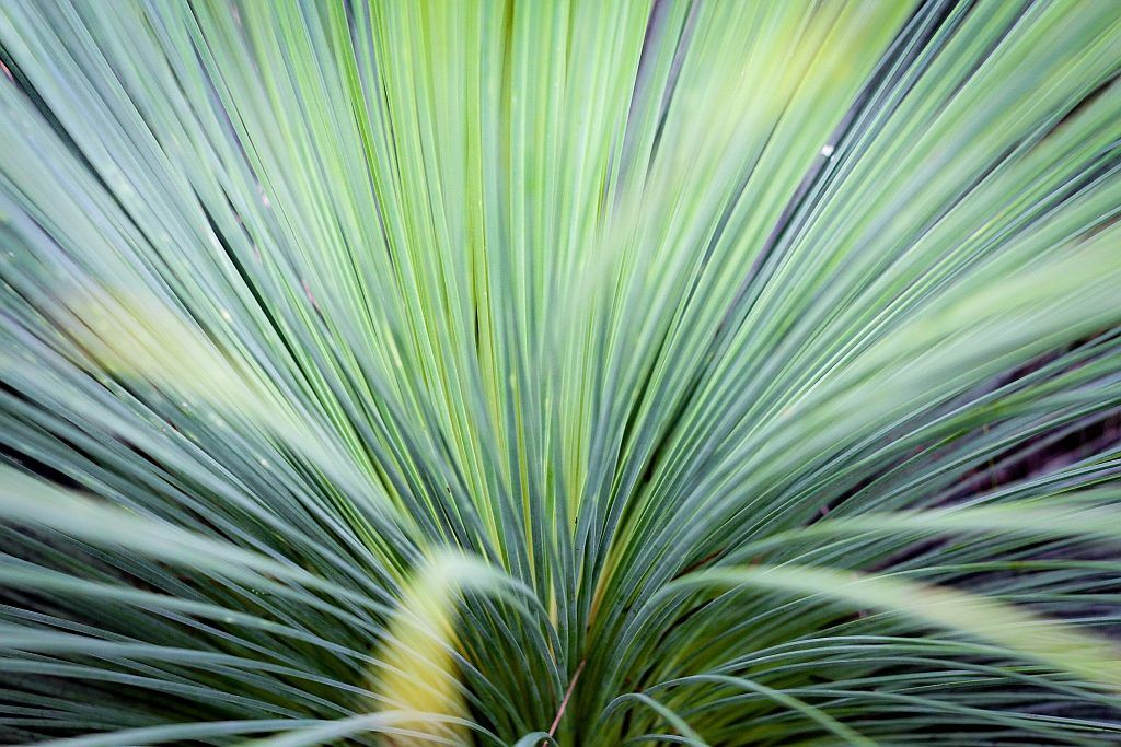 A fast growing plant