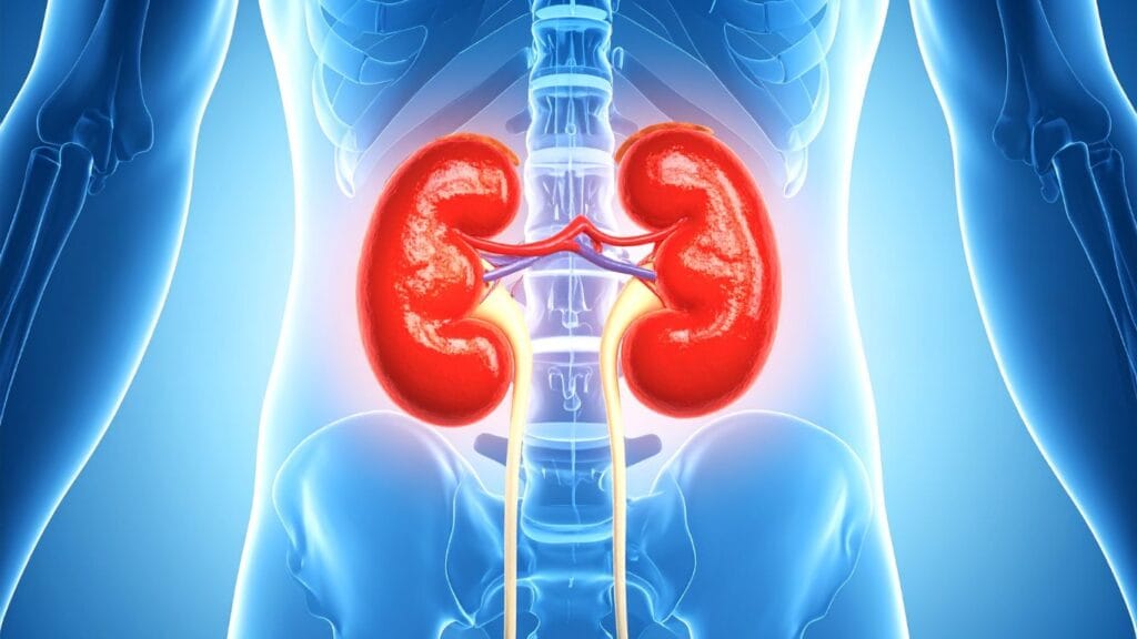 Perfil Renal