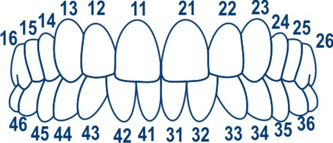 TOR Transparent Posterior Crowns 64 Pieces (1.911)