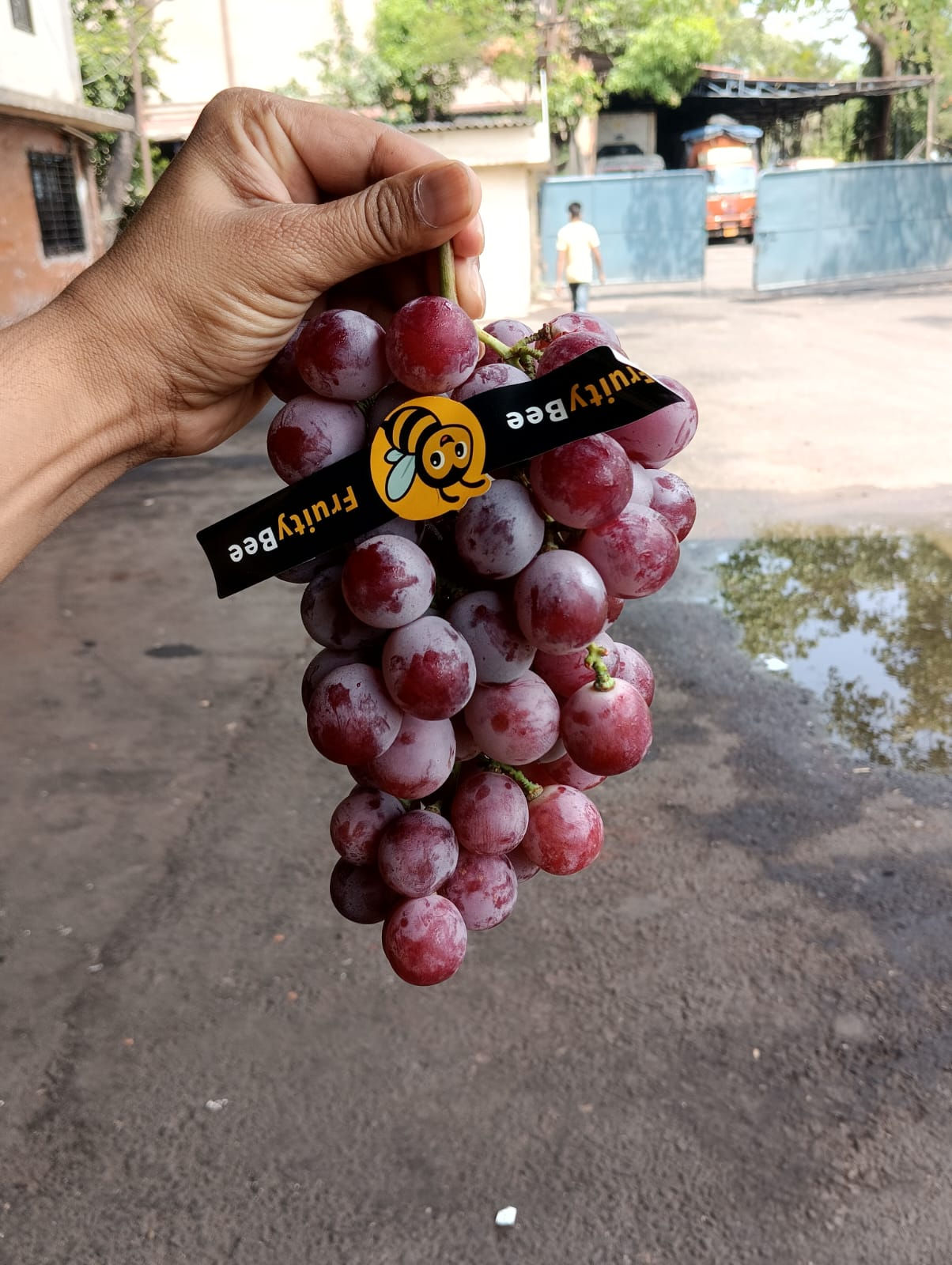 Red Globe Grapes -Seed