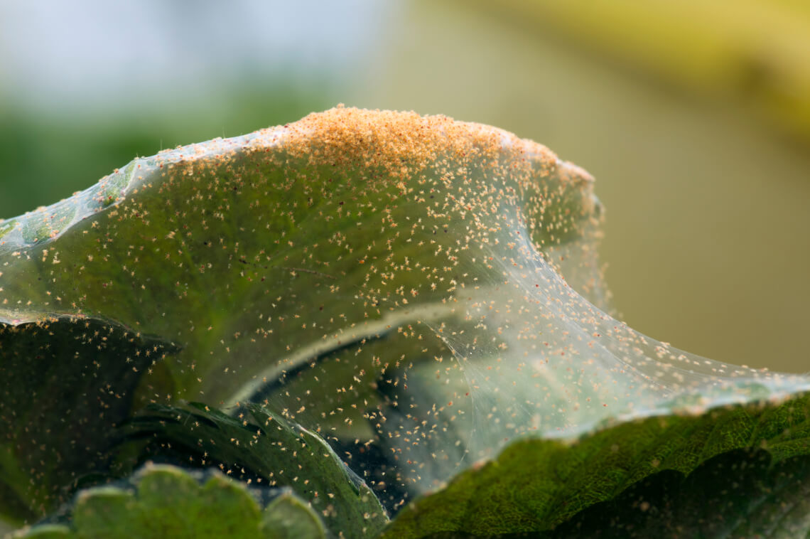 How to deal with spider mite on indoor plants