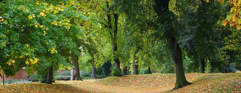 Arboretum trees