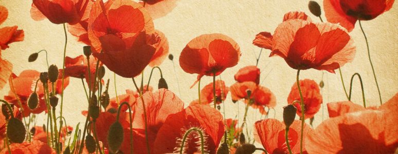 Derby Remembers watercolour poppies image