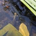 Pond Dipping at Markeaton Park