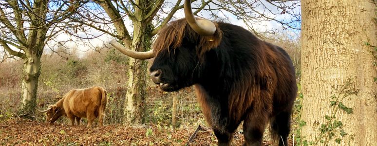 a dark brown yak grazing on some dried grass next to a tree