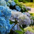 Hydrangea Derby Open Day