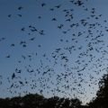 Bat Walk
