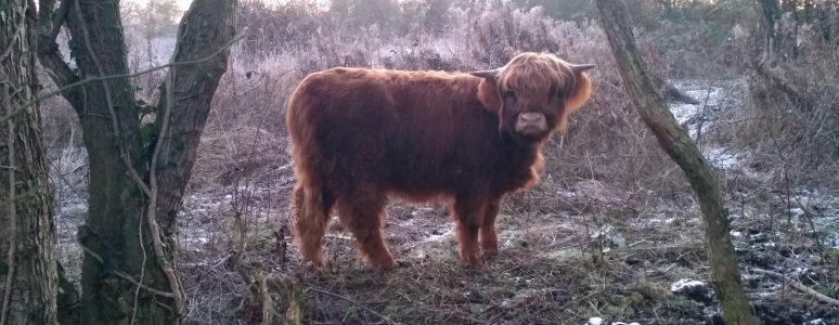 Highland cow in a field 