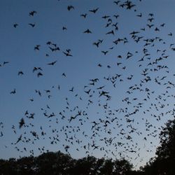Bat Walk