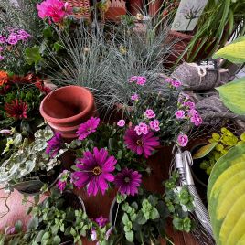 Pots of Interest for all Summer Long