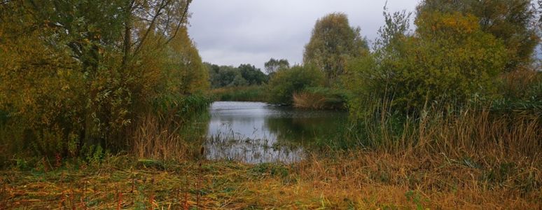 Autumn colours are seen in the Pride Park area, with a body of water in the foreground.