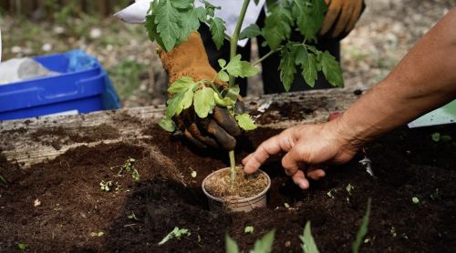 Image for link to Waste to Wonder