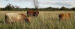 image of cows in a field at Sinfin park image of cows in a field at Sinfin park