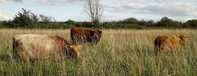 image of cows in a field at Sinfin park