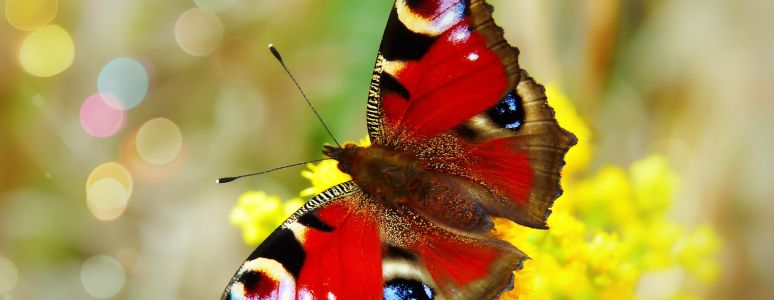 an orange white and black peacock butterfly sits on top of a yellow flower with its wings spread