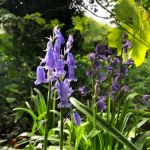 Bluebells in Derby