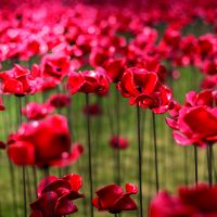 Poppies_Close_up.jpg