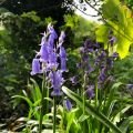 Bluebells flower close-up image with bushes and trees in the background.