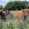 cattle-grazing-project-2025.jpg