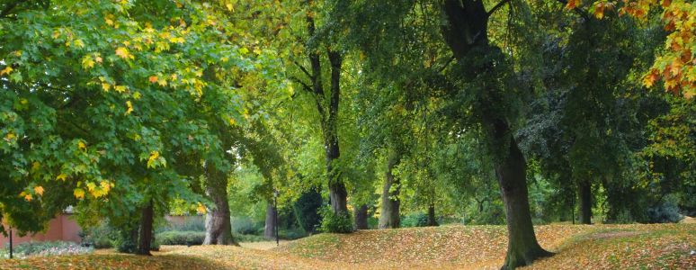 Image of Arboretum park