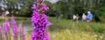 Purple loosestrife 