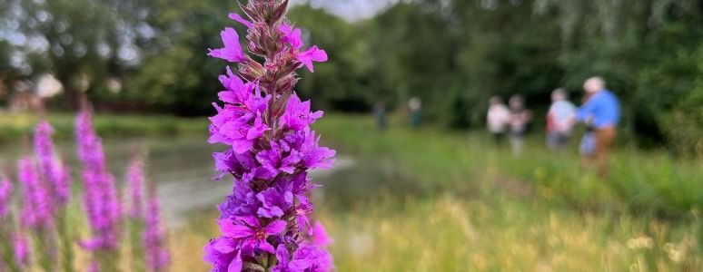 Purple loosestrife 